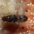 Drosophila paucipuncta Olaa 3524