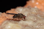 Drosophila paucipuncta Olaa 3529