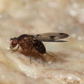 Drosophila paucipuncta Olaa 3536