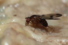 Drosophila paucipuncta Olaa 3538