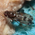 Drosophila paucipuncta Olaa 6136.jpg