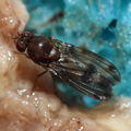 Drosophila paucipuncta Olaa 6141