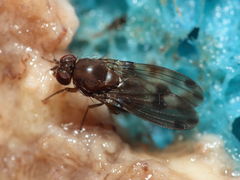 Drosophila paucipuncta Olaa 6142
