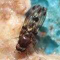 Drosophila paucipuncta Olaa 6143