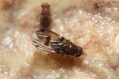 Drosophila paucipuncta Olaa 6149