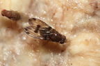 Drosophila paucipuncta Olaa 6151