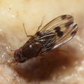 Drosophila paucipuncta Olaa 6158