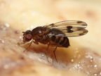 Drosophila paucipuncta Olaa 6159