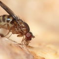 Drosophila paucipuncta Olaa 6161