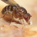 Drosophila paucipuncta Olaa 6163