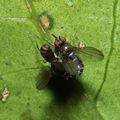 Drosophila percnosoma Olaa 7127