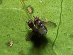 Drosophila percnosoma Olaa 7127