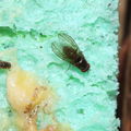 Drosophila percnosoma Stainback 0380
