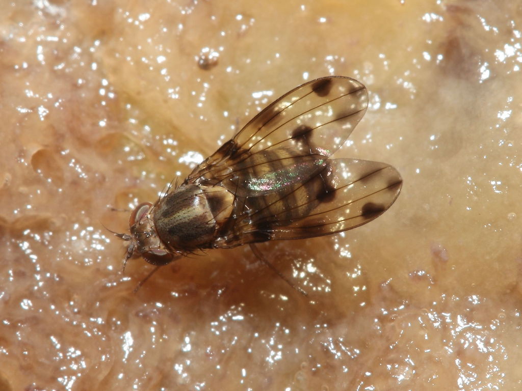 Drosophila pilimana Kaala 7968