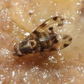 Drosophila pilimana Kaala 7968
