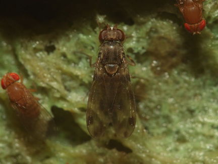 Drosophila pilimana Makaha 0002