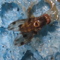 Drosophila pilimana Makaha 4728