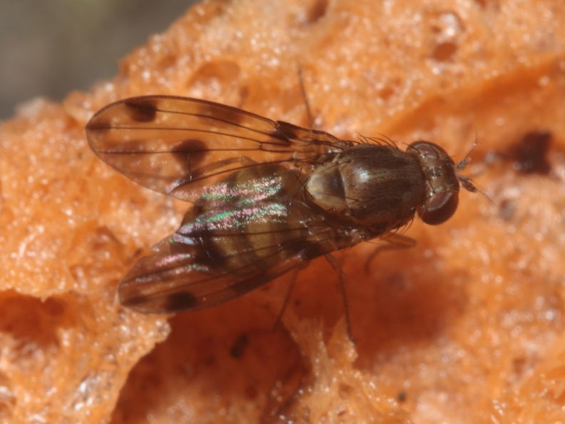 Drosophila pilimana Manuwai 1070.jpg
