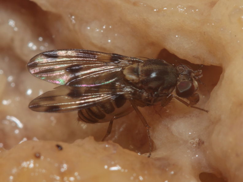 Drosophila pilimana Manuwai 1073.jpg