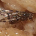 Drosophila pilimana Manuwai 1073