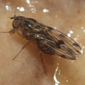 Drosophila pilimana Manuwai 1095