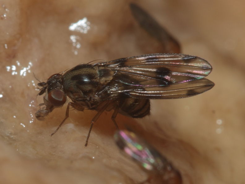 Drosophila pilimana Manuwai 1096.jpg