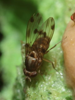 Drosophila pilimana Manuwai 1106