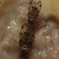 Drosophila pilimana Manuwai 1123.jpg