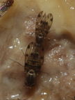 Drosophila pilimana Manuwai 1123