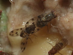 Drosophila pilimana Manuwai 1125