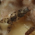 Drosophila pilimana Manuwai 1125.jpg