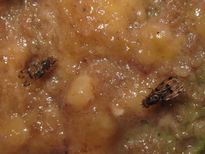 Drosophila pilimana Manuwai 3860.jpg