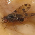 Drosophila pilimana Manuwai 5148