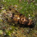 Drosophila pilimana Waianae 5533.jpg