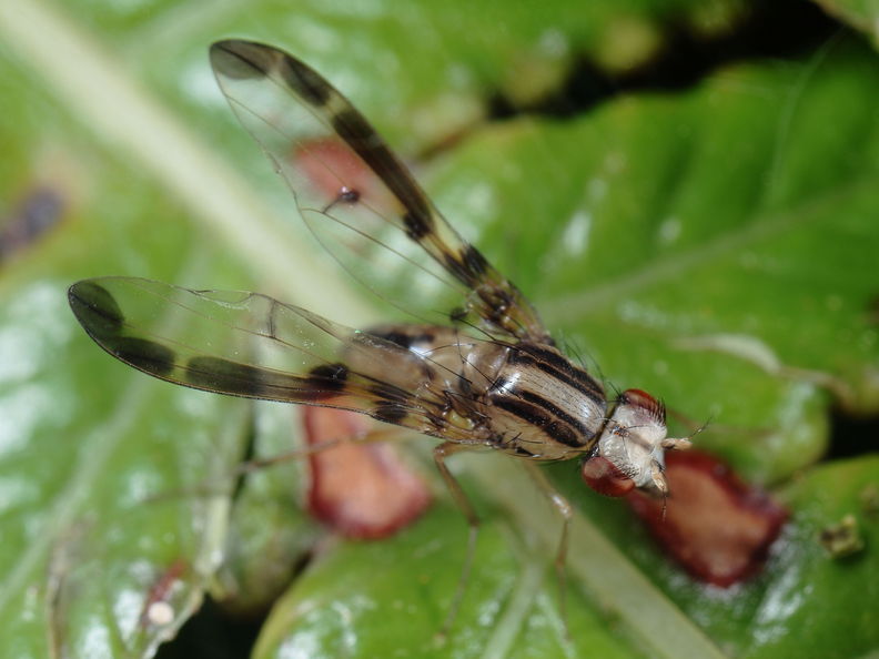 Drosophila pilipa 1279.jpg