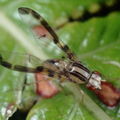 Drosophila pilipa 1279