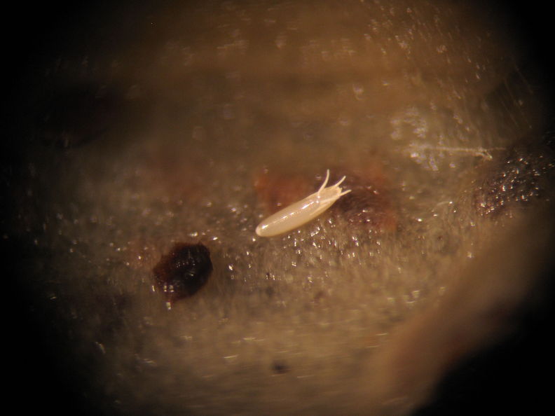 Drosophila pilipa egg 0439.jpg