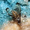 Drosophila planitibia Waikamoi 6940