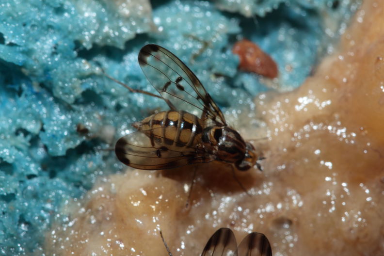 Drosophila planitibia Waikamoi 6942