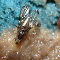 Drosophila planitibia Waikamoi 6943