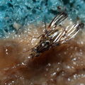Drosophila planitibia Waikamoi 6944
