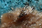 Drosophila planitibia Waikamoi 6944