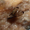 Drosophila planitibia Waikamoi 6945