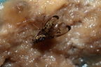 Drosophila planitibia Waikamoi 6945