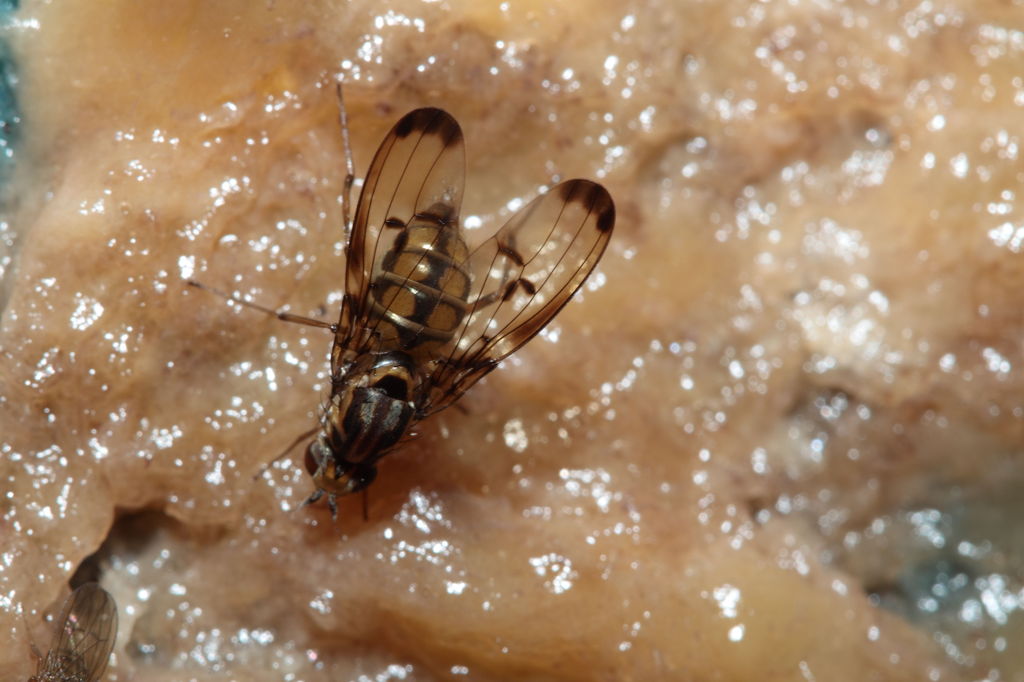 Drosophila planitibia Waikamoi 6946