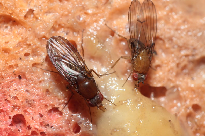 Drosophila primaeva Pihea 3951.jpg