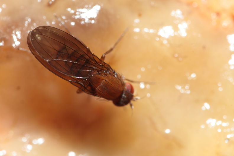 Drosophila primaeva Pihea 3955.jpg