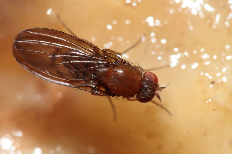 Drosophila primaeva Pihea 3957.jpg