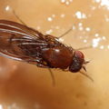 Drosophila primaeva Pihea 3957