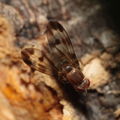 Drosophila prolaticilia Olaa 6112